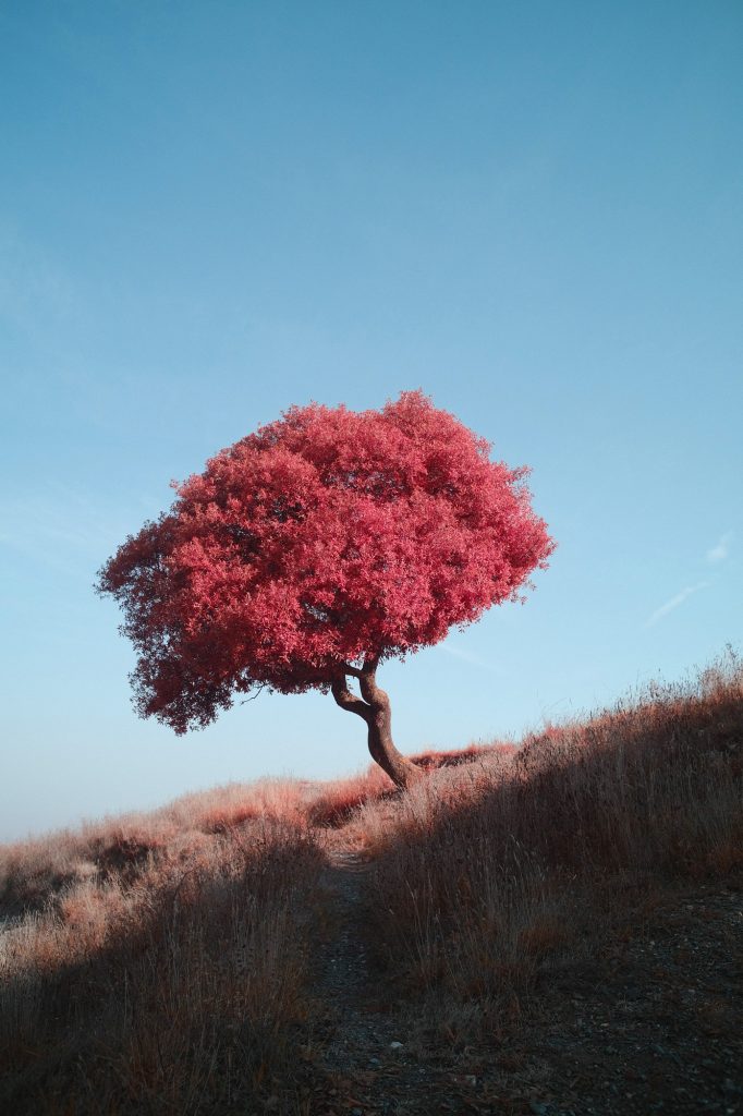 The Crimson
