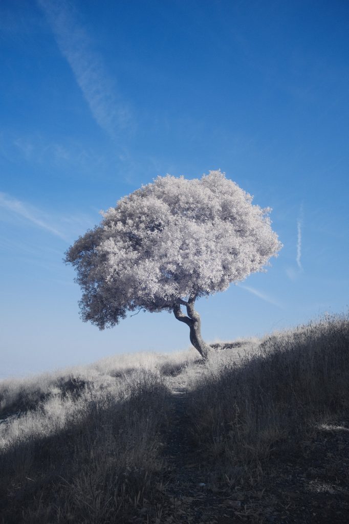 Snowflake